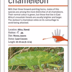 ISBN Our World in Pictures Animals of the World Flash Cards book Children & teenagers English Paperback 168 pages