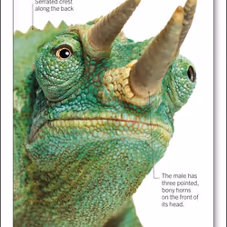 ISBN Our World in Pictures Animals of the World Flash Cards book Children & teenagers English Paperback 168 pages