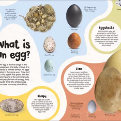 ISBN The Egg book Children & teenagers English Hardcover 80 pages