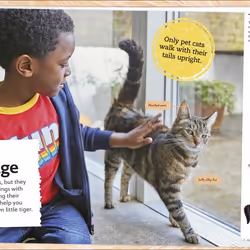 ISBN My of Cats and Kittens book Children & teenagers English Hardcover 96 pages