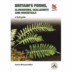ISBN Britain's Ferns Clubmosses Quillworts and Horsetails : A Field Guide, Photography, English, 240 pages