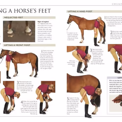 ISBN Complete Horse Care Manual book Educational English Hardcover 216 pages