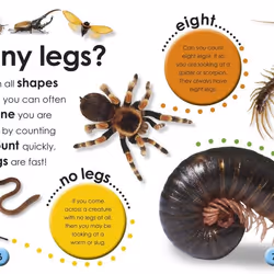 ISBN First Facts Bugs book Children & teenagers English Hardcover 34 pages
