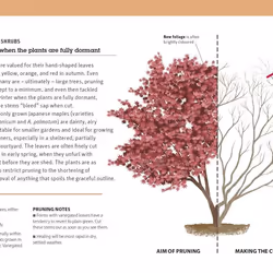 ISBN RHS Pruning Plant by Plant book House & garden English Paperback 480 pages