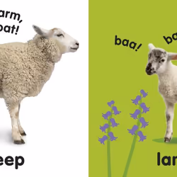 ISBN Baby Touch and Feel Farm Animals book Children & teenagers English Hardcover 14 pages