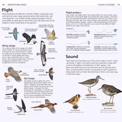 ISBN RSPB What's that Bird? book Science & nature English Paperback 128 pages