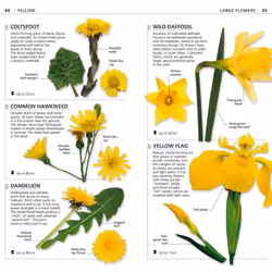 ISBN What's that Flower? book House & garden English Paperback 128 pages