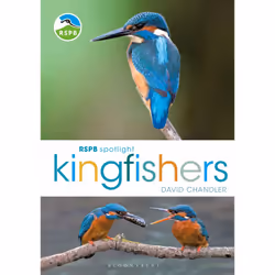 ISBN RSPB Spotlight Kingfishers, English, Paperback, 128 pages
