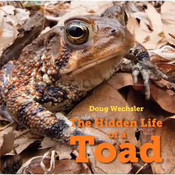 ISBN The Hidden Life of a Toad, English, Hardcover, 48 pages