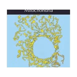 ISBN Mitochondria, Science & nature, English, Hardcover, 270 pages