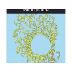 ISBN Mitochondria book Science & nature English Hardcover 270 pages